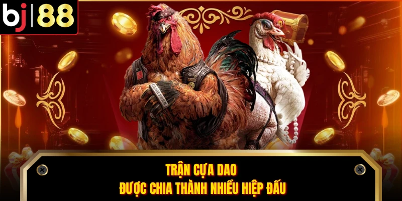Trận cựa dao được chia thành nhiều hiệp đấu